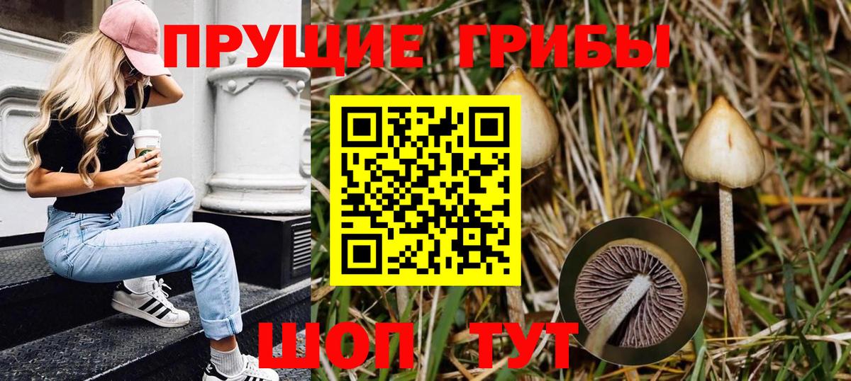 Псилоцибиновые грибы Cubensis Курганинск